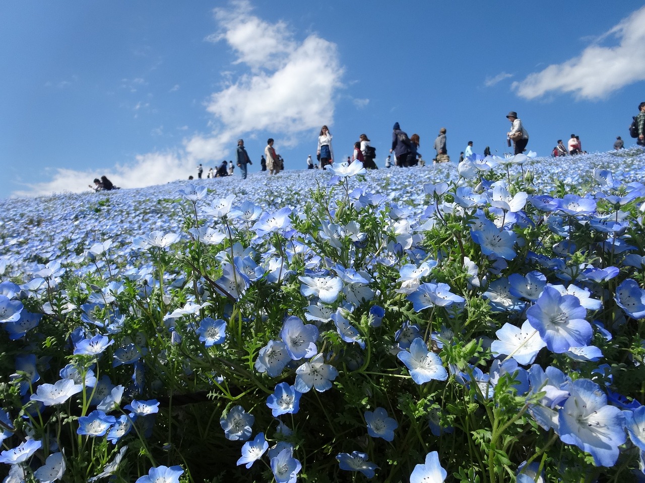 Featured image of post Explore Beautiful Nature of Japan in Chiba